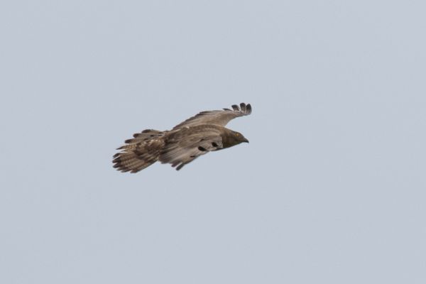 European Honey Buzzard