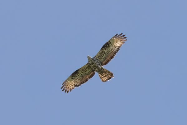 European Honey Buzzard
