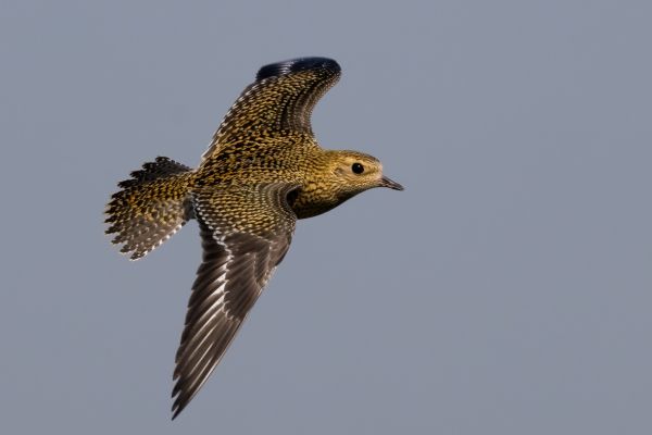 European Golden Plover