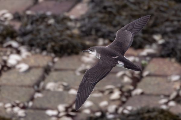 Noordse Pijlstormvogel