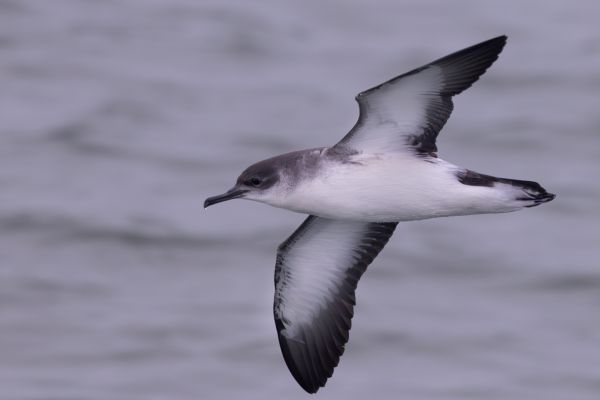 Noordse Pijlstormvogel