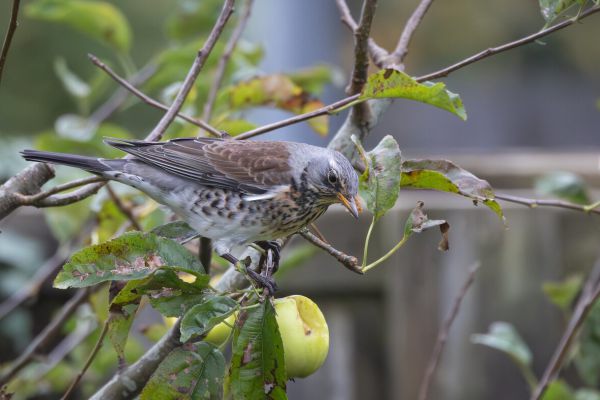 Kramsvogel