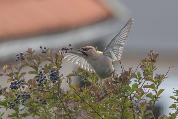 Pestvogel