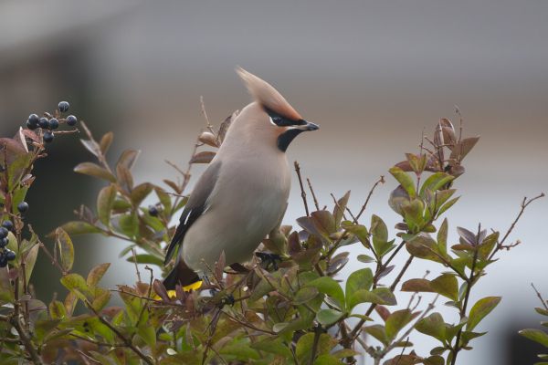 Pestvogel