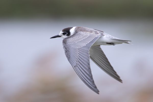 Black Tern