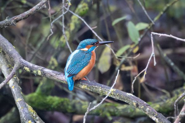 IJsvogel