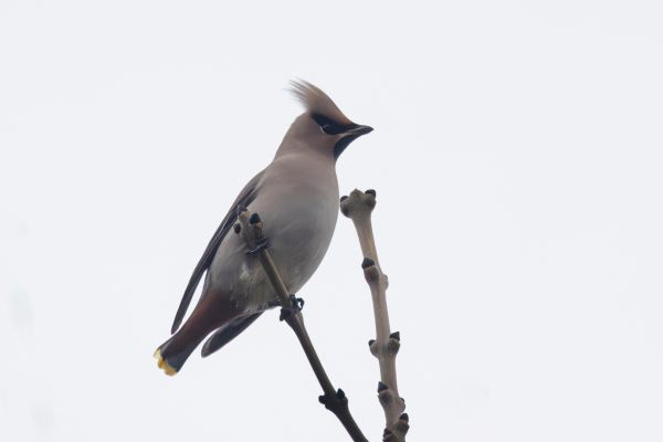 Pestvogel