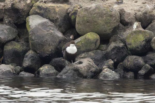 White-throated Dipper