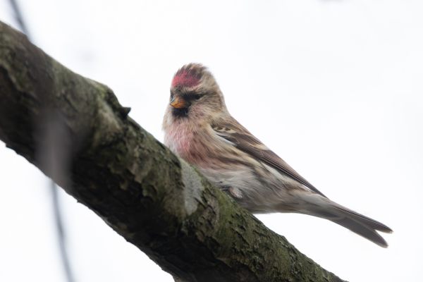 Common Redpoll