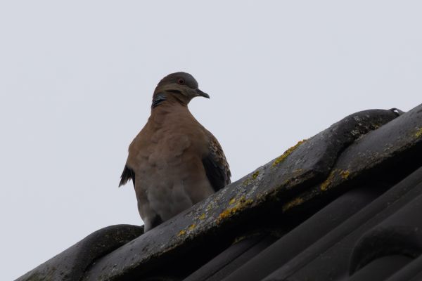 Oriental Turtle Dove