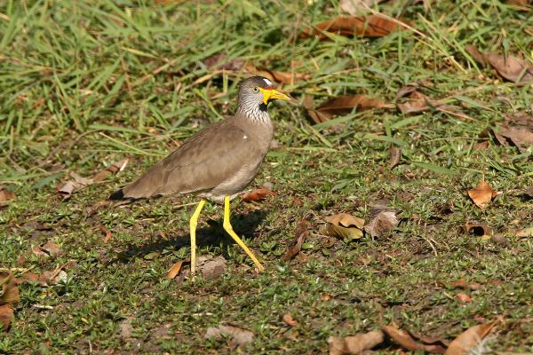 2008-01-20-african-wattled-lapwing-00240D1CCDF-1902-84E5-CB40-E2E5021D2E0F.jpg