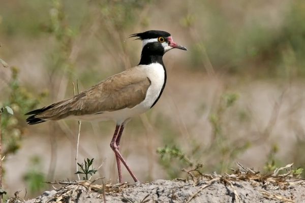 2008-01-21-black-headed-lapwing-002-editCD9E0931-BE16-45D9-E273-3BAFD04A9BFB.jpg