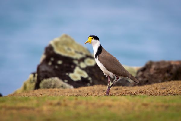 2019-02-23-masked-lapwing-0009-bewerkt00E58886-86B2-C43E-A537-E7128FE15200.jpg