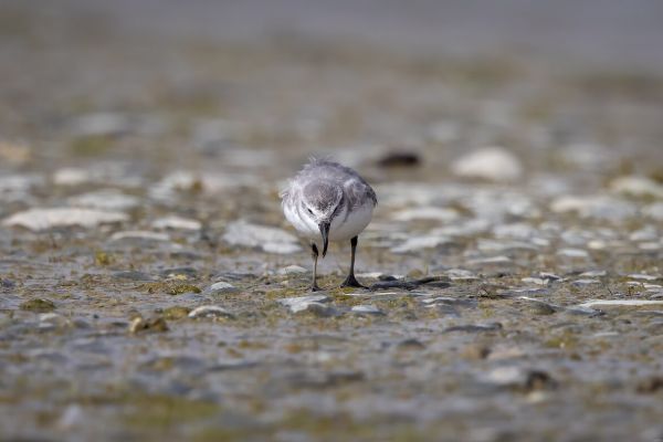 2019-03-08-wrybill-0110-2D1601469-5F49-237C-7B23-C2C65177B2E0.jpg