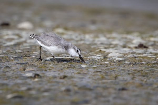 2019-03-08-wrybill-0122FDBF9C6D-3D55-6DC0-92B2-9E18CACAE640.jpg