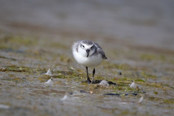 2019-03-08-wrybill-0290-2E6E5E945-C7F5-BB9B-080C-A97C91E69203.jpg