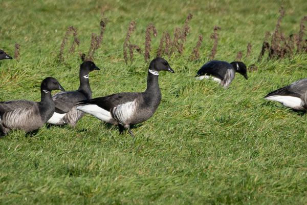 Black Brant