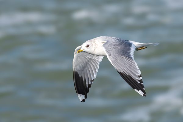 Common Gull