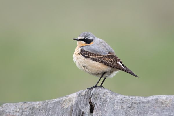 Northern Wheatear