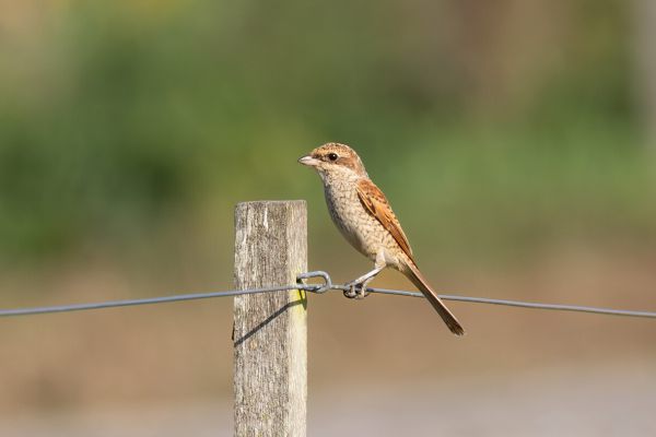 Red-backed Shrike