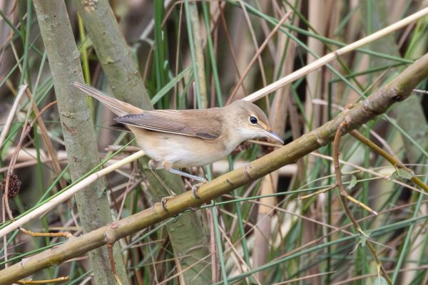 Eurasian Reed Warbler
