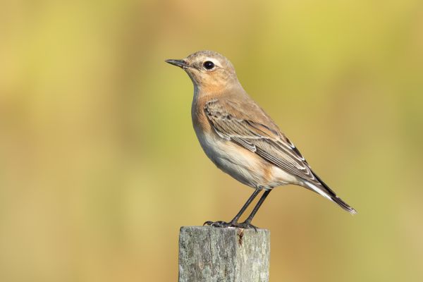 Northern Wheatear