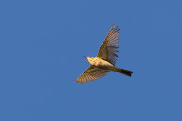 Tawny Pipit