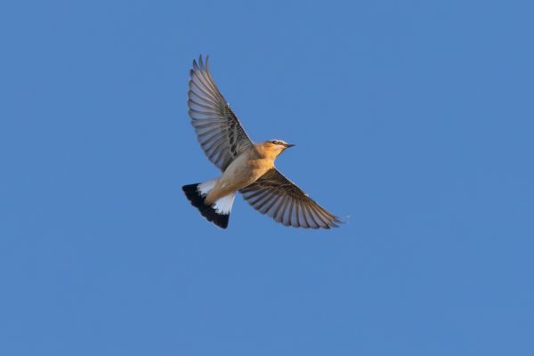 Northern Wheatear