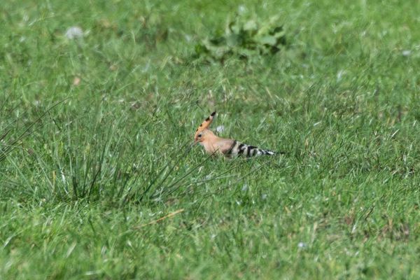 Eurasian Hoopoe
