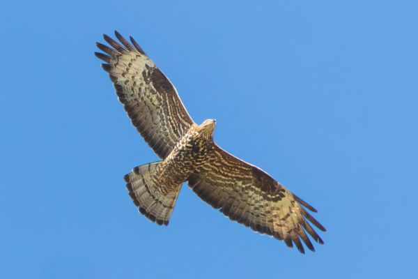 European Honey Buzzard