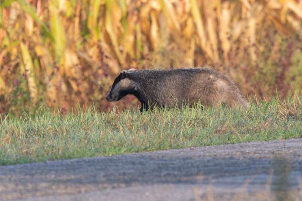 Eurasian Badger