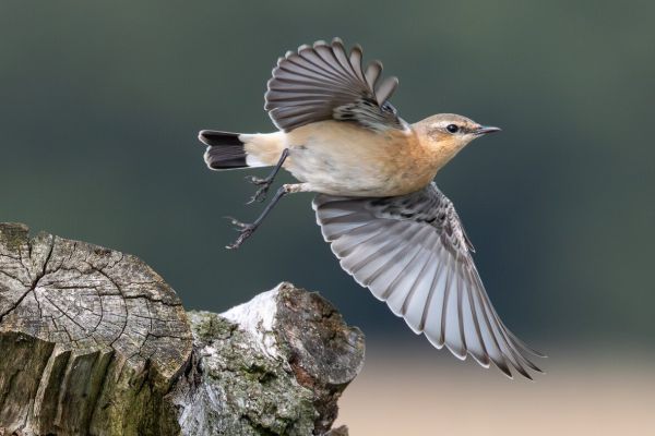 Northern Wheatear