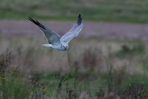 Pallid Harrier