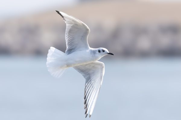 Bonaparte's Gull