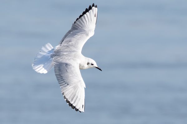 Bonaparte's Gull