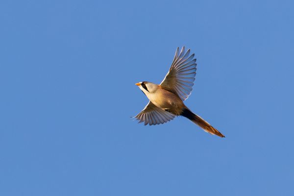 Bearded Reedling