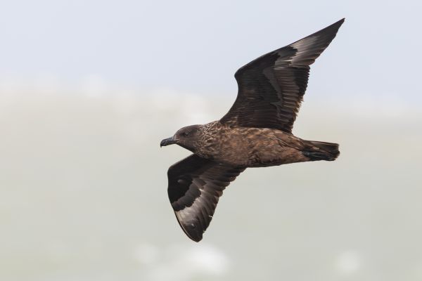 Great Skua