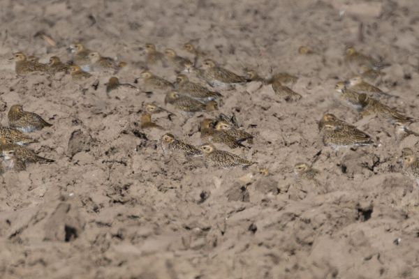 Pacific Golden Plover