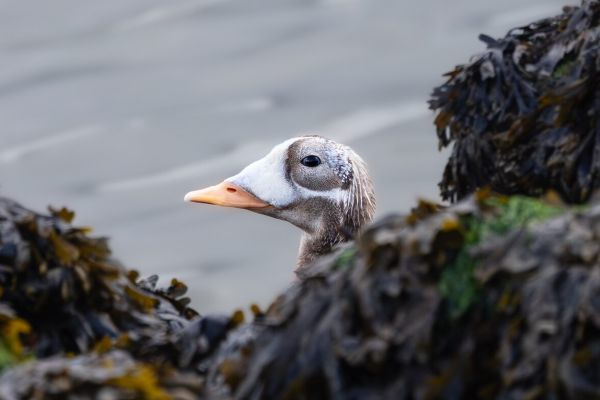 Spectacled Eider