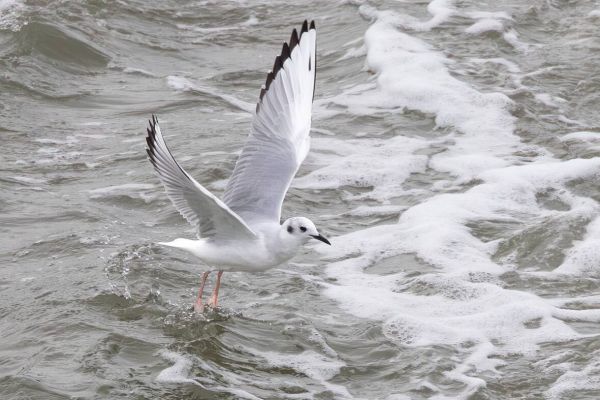 Bonaparte's Gull