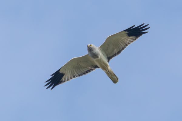 Hen Harrier