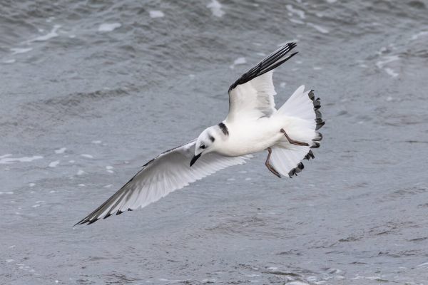 Black-legged Kittiwake