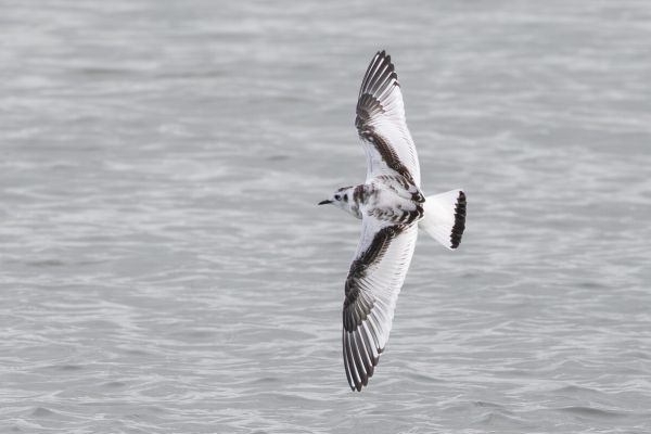 Little Gull