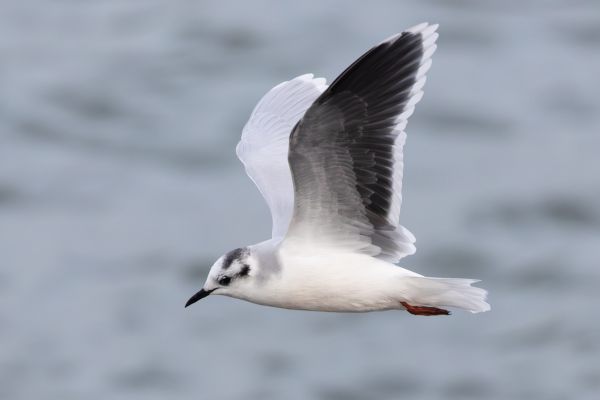 Little Gull