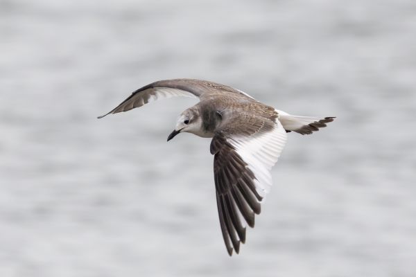 Sabine's Gull