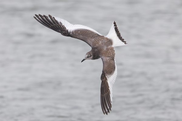 Sabine's Gull