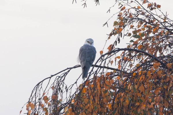 Black-winged Kite