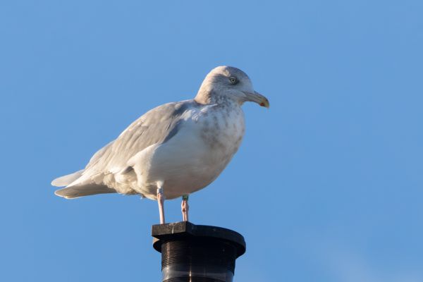 Glaucous Gull