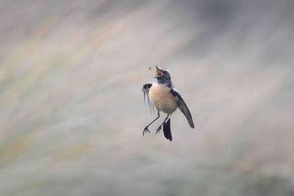 Desert Wheatear