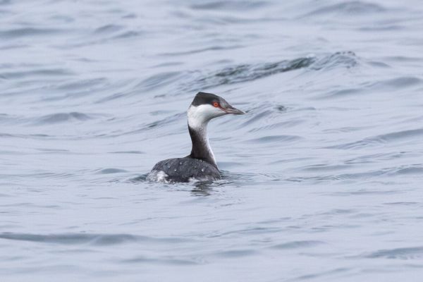 Horned Grebe